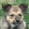 Gracie Welpe Valcea W